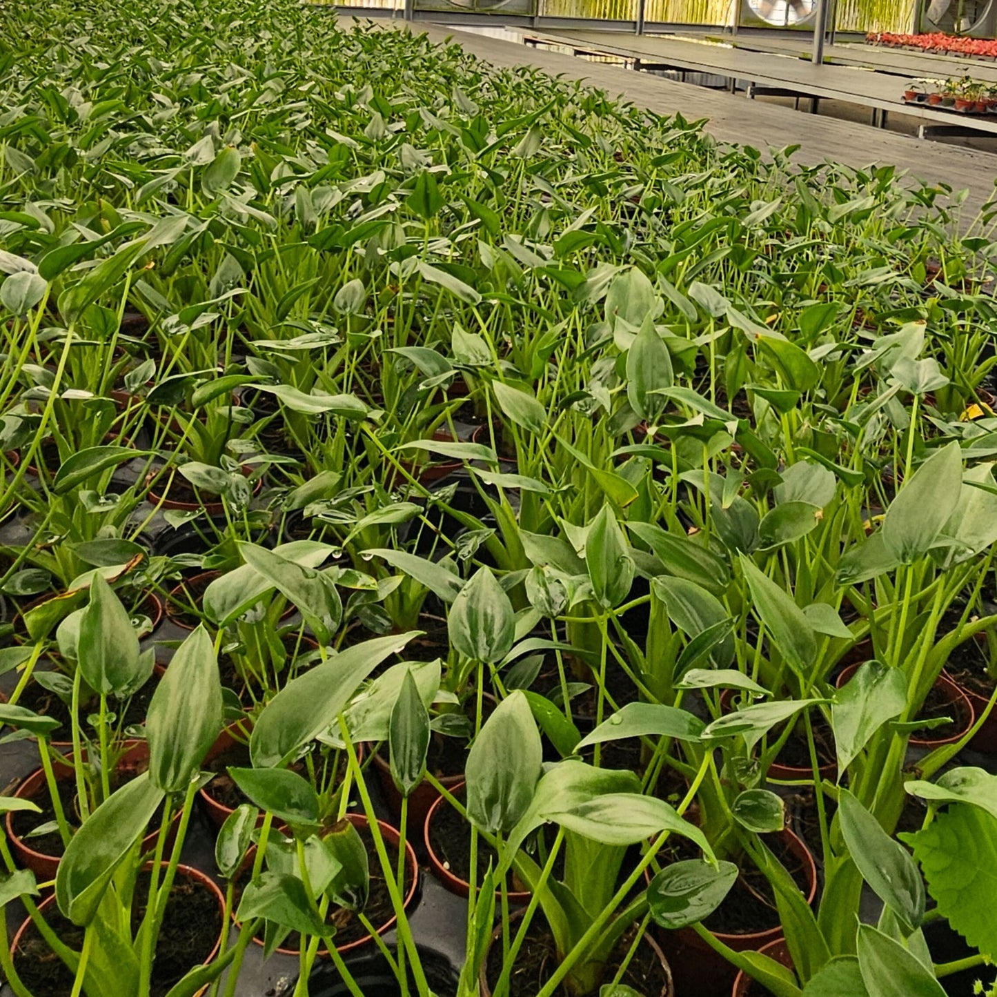 4” Alocasia Tiny Dancer