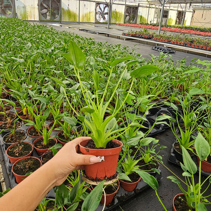 4” Alocasia Tiny Dancer