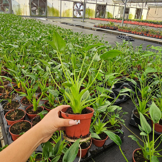 4” Alocasia Tiny Dancer