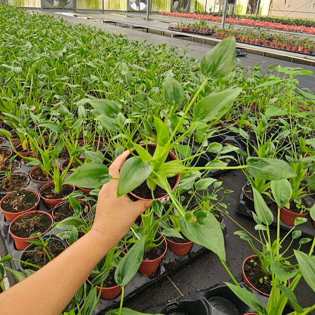 4” Alocasia Tiny Dancer