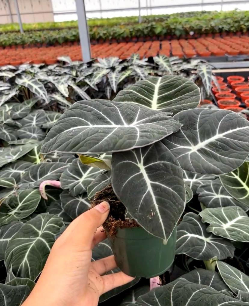 Alocasia Black Velvet