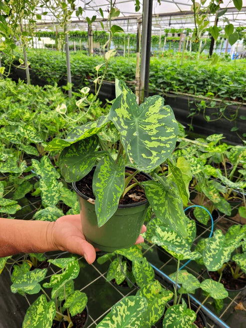 Alocasia Hilo beauty 6"