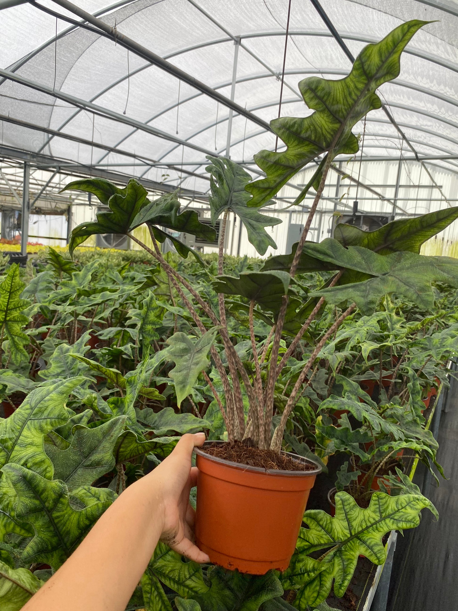 Alocasia Jacklyn 6"