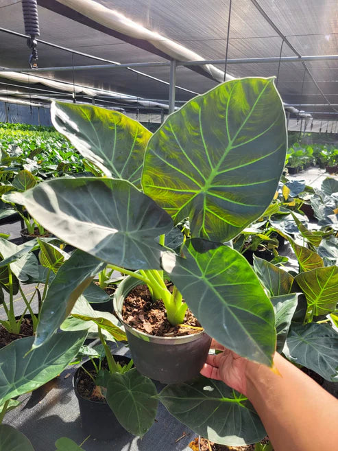 Alocasia Regal Shield 6"