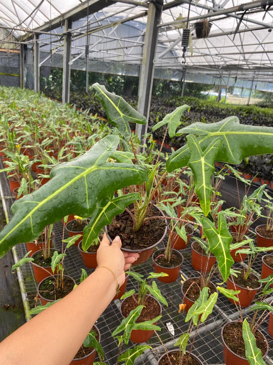 Alocasia Sarian 6"