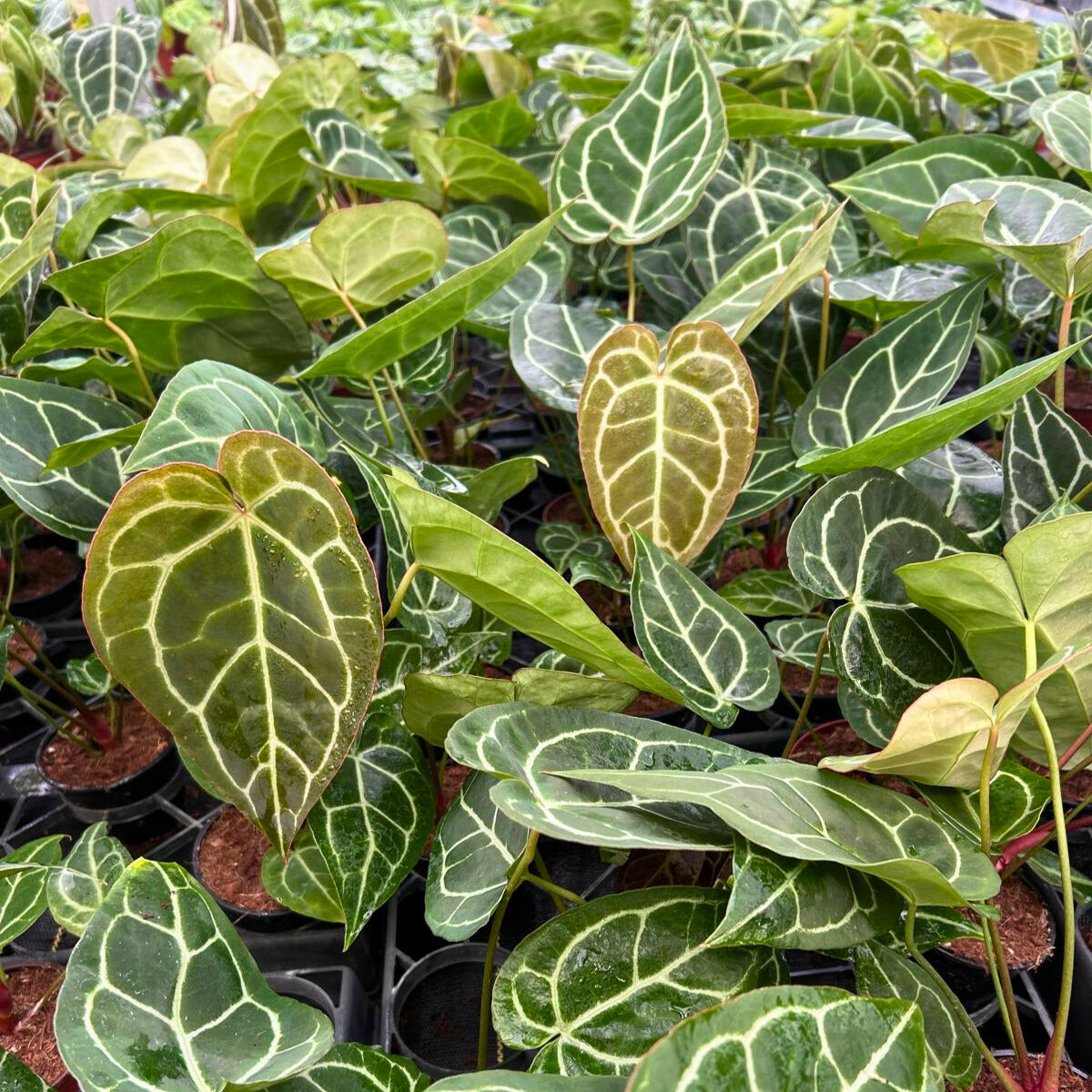 4" Anthurium Crystallinum