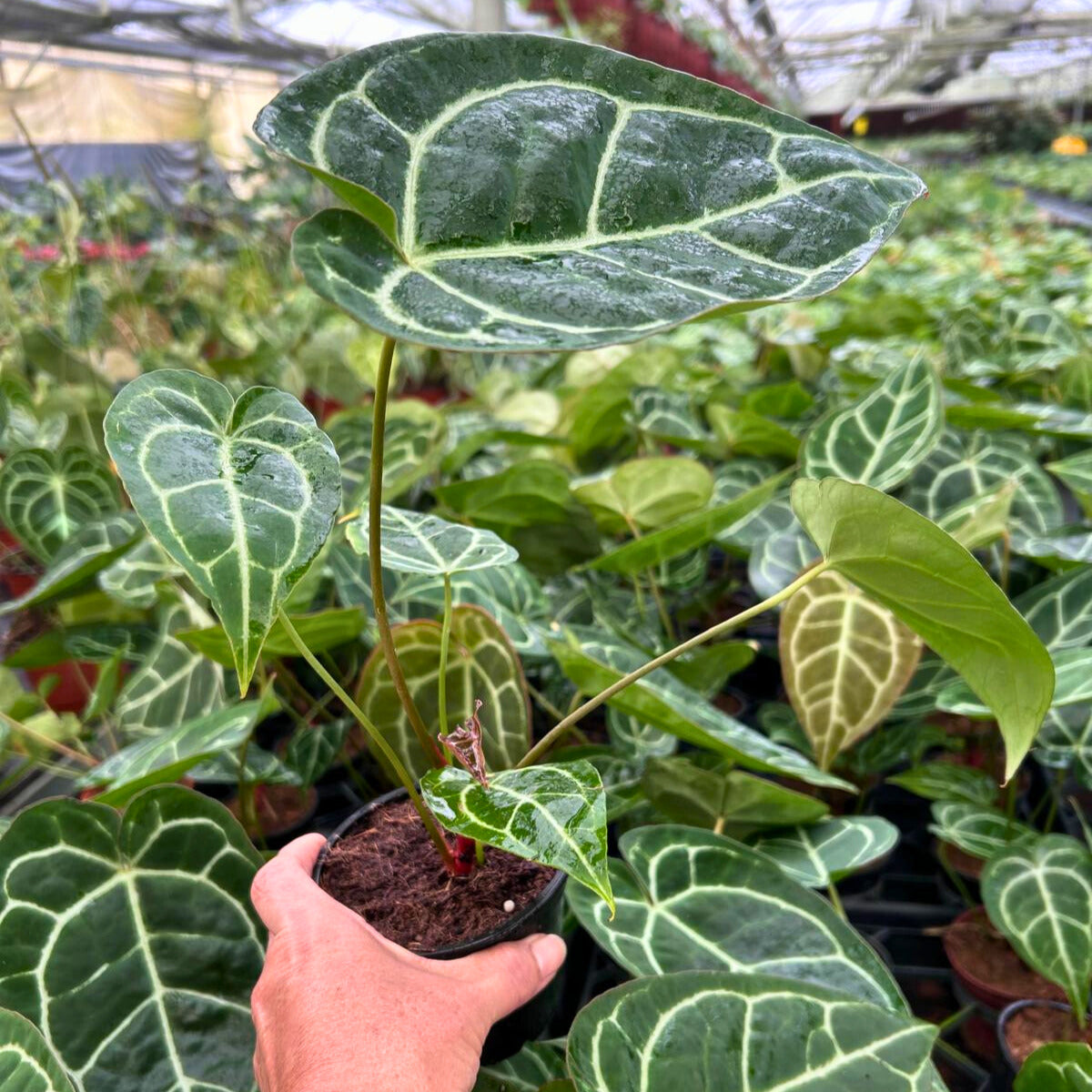 4" Anthurium Crystallinum