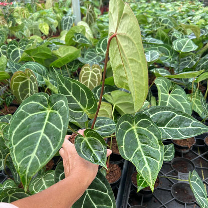 4" Anthurium Crystallinum