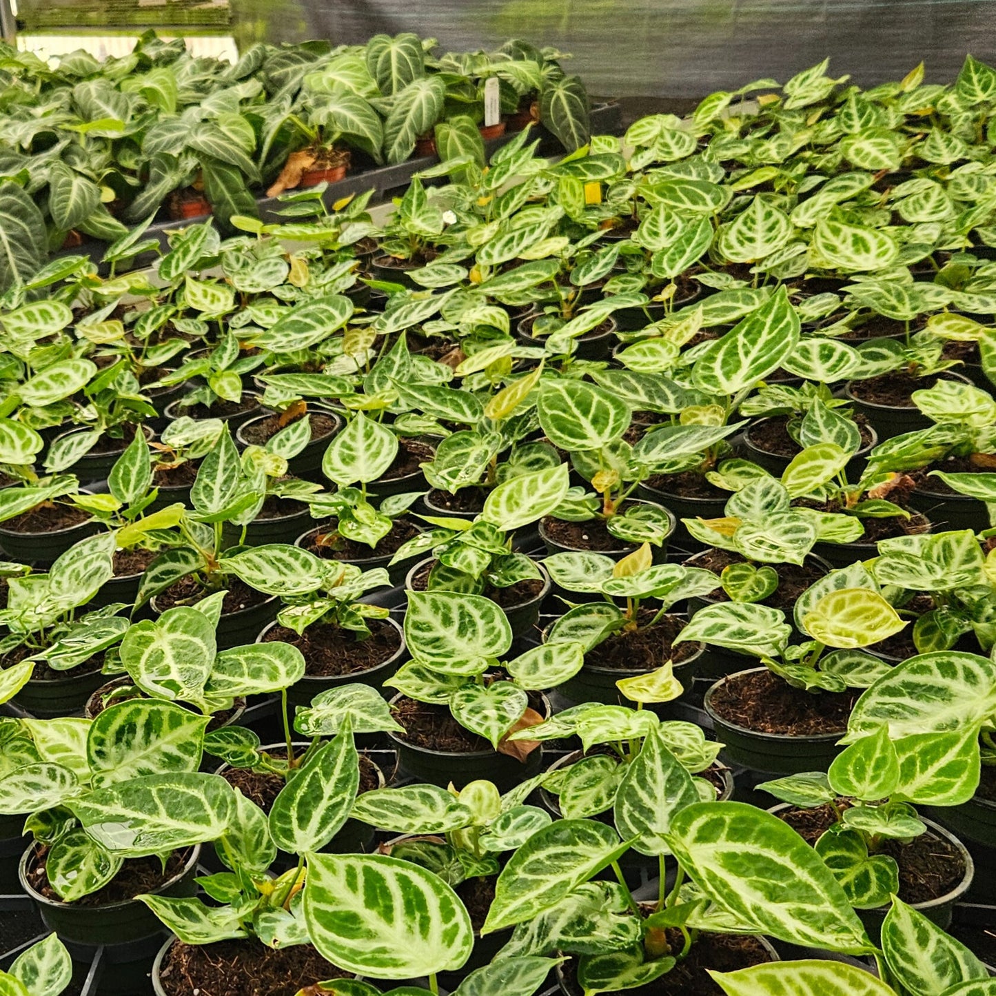 4" Anthurium Dorayaki