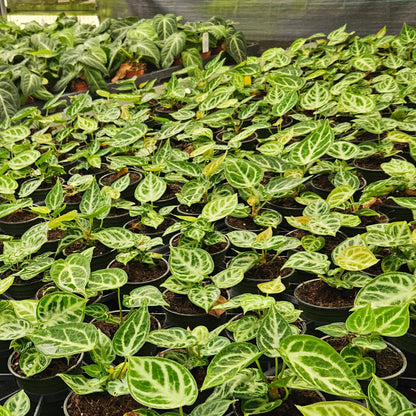 4" Anthurium Dorayaki