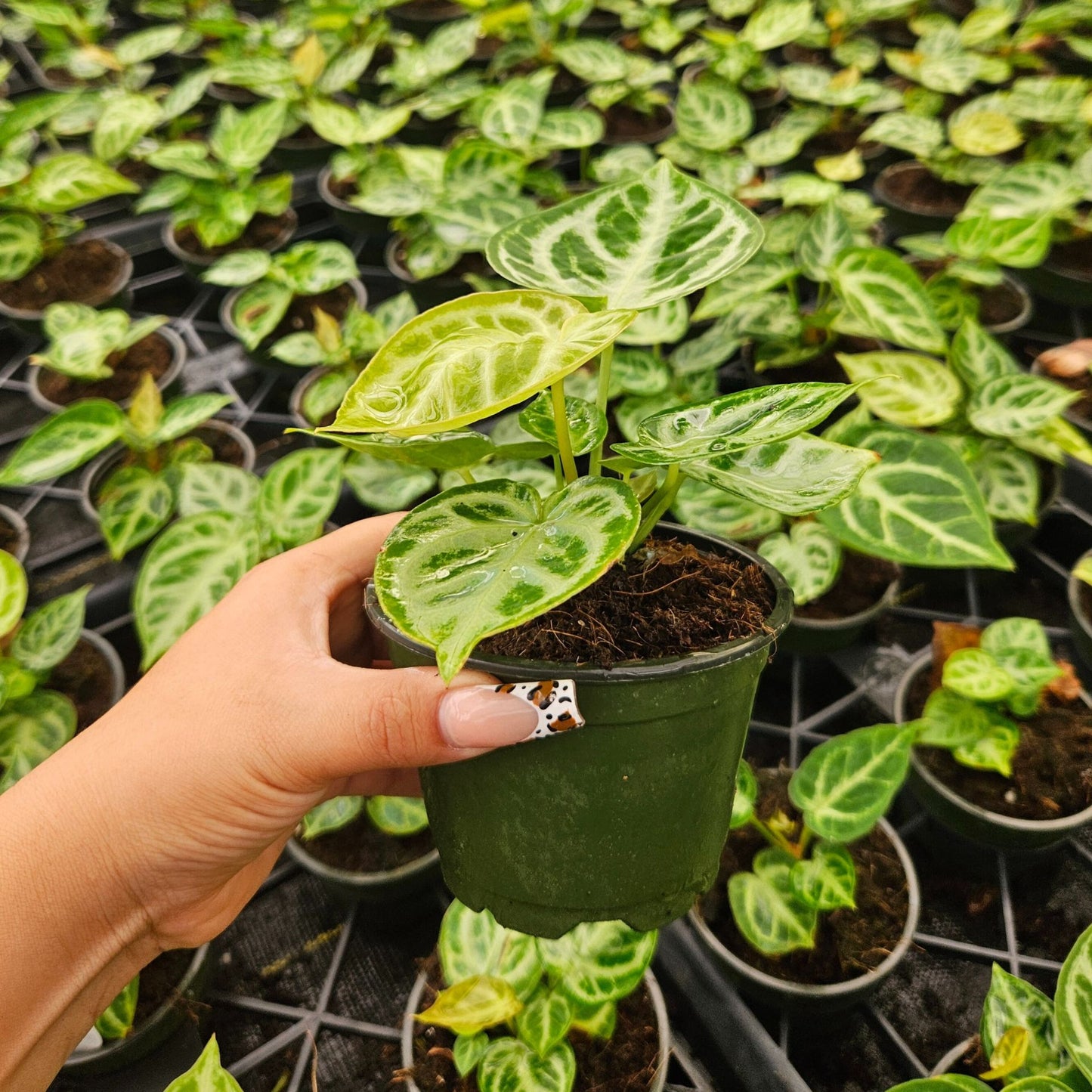 4" Anthurium Dorayaki
