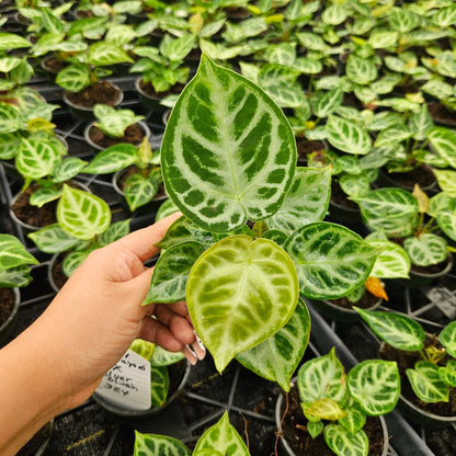 4" Anthurium Dorayaki