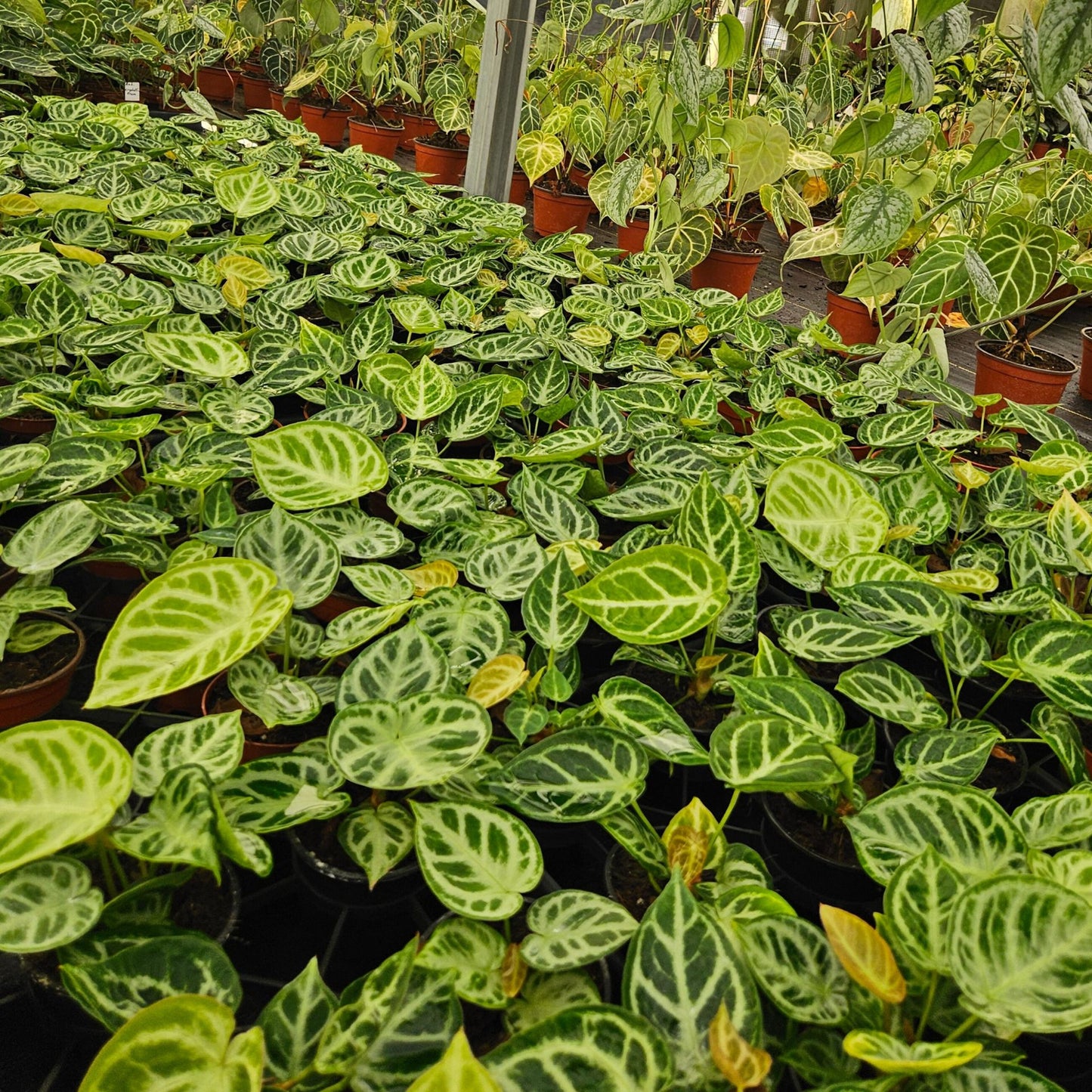 4" Anthurium Dorayaki X Silver Blush