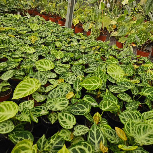 4" Anthurium Dorayaki X Silver Blush