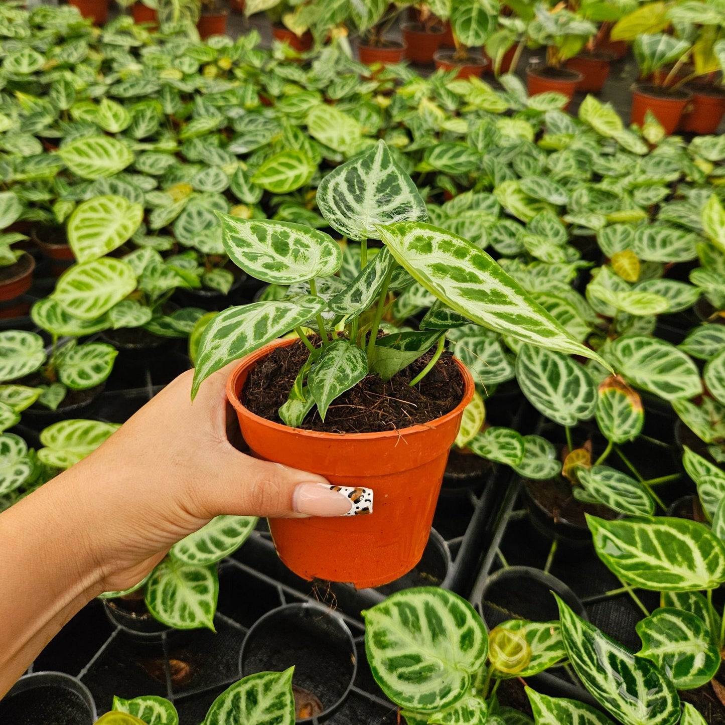 4" Anthurium Dorayaki X Silver Blush