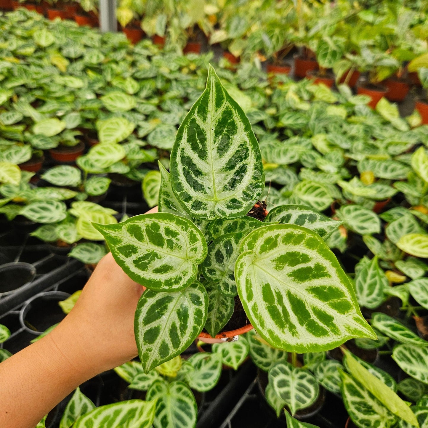 4" Anthurium Dorayaki X Silver Blush