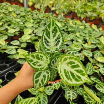 4" Anthurium Dorayaki X Silver Blush