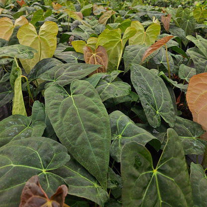 6" Anthurium Red Crystal X Crystallinum
