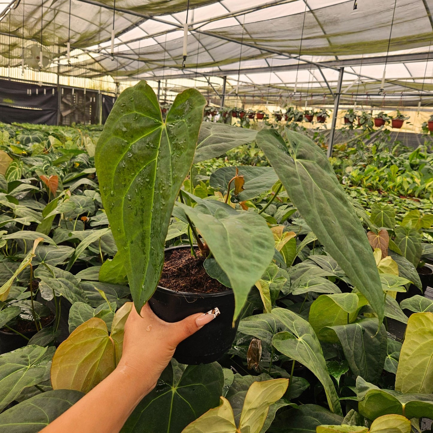 6" Anthurium Red Crystal X Crystallinum