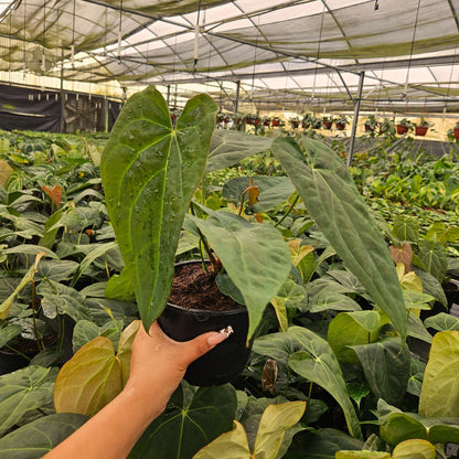 6" Anthurium Red Crystal X Crystallinum