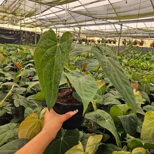 6" Anthurium Red Crystal X Crystallinum