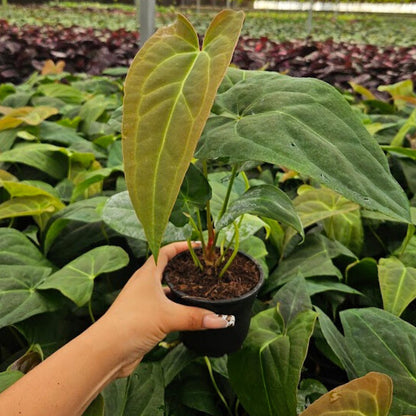 4" Anthurium Red Crystal X Crystallinum