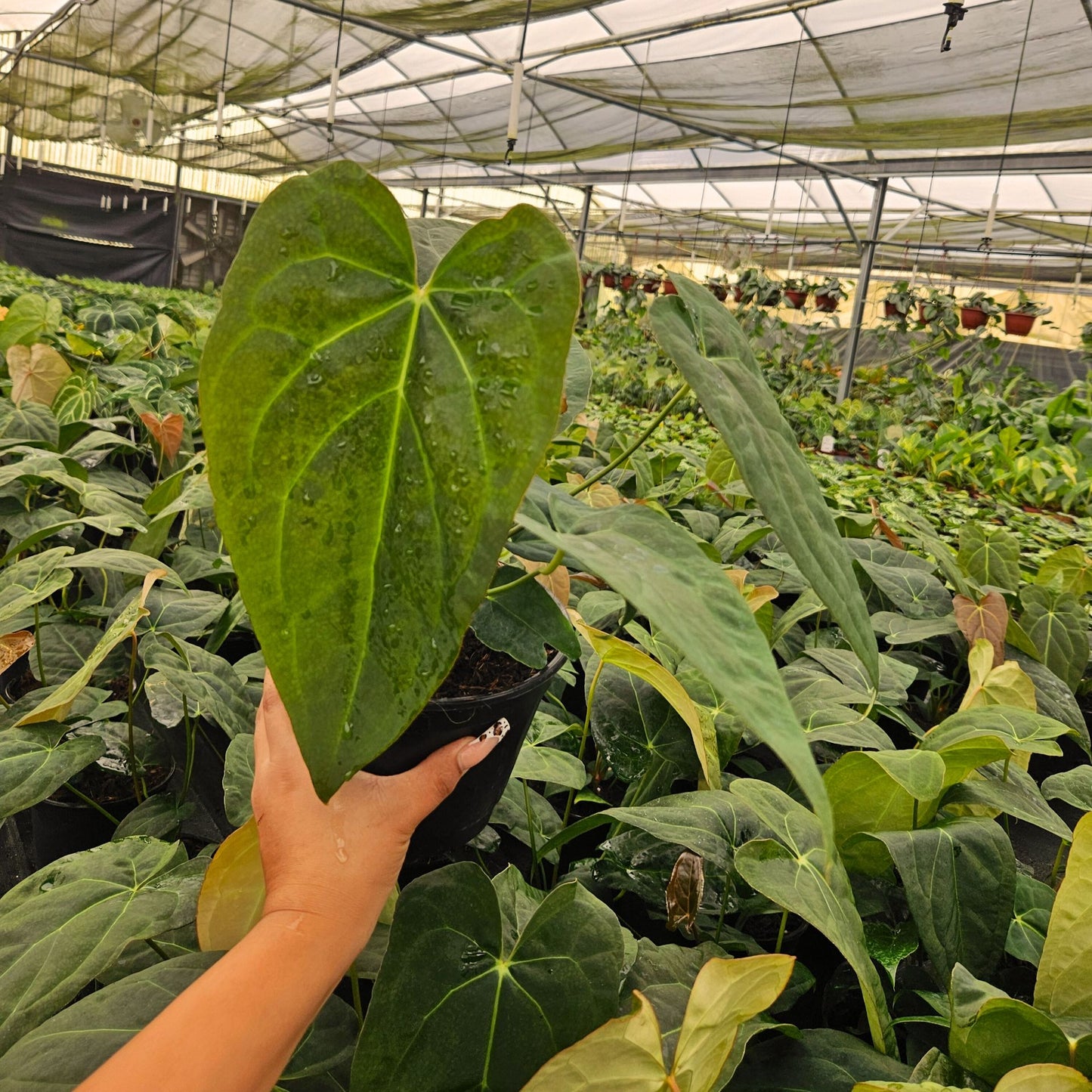6" Anthurium Red Crystal X Crystallinum