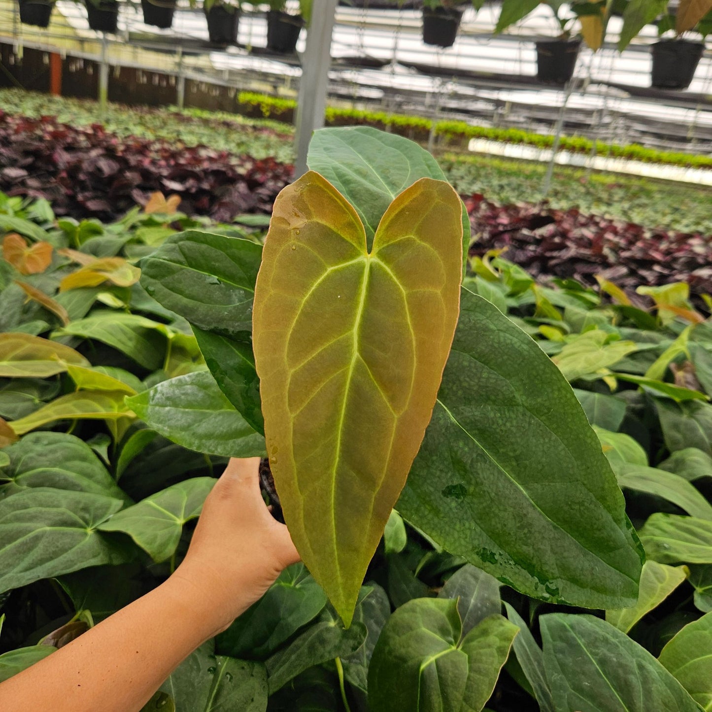 4" Anthurium Red Crystal X Crystallinum