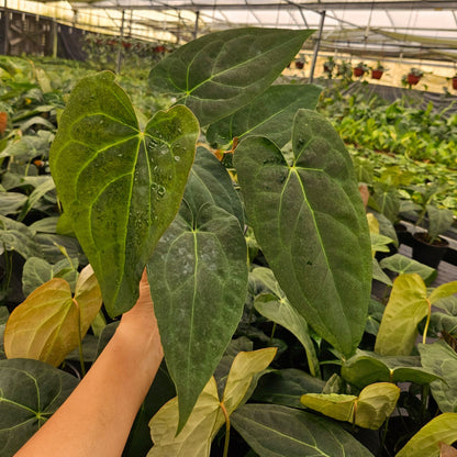 6" Anthurium Red Crystal X Crystallinum