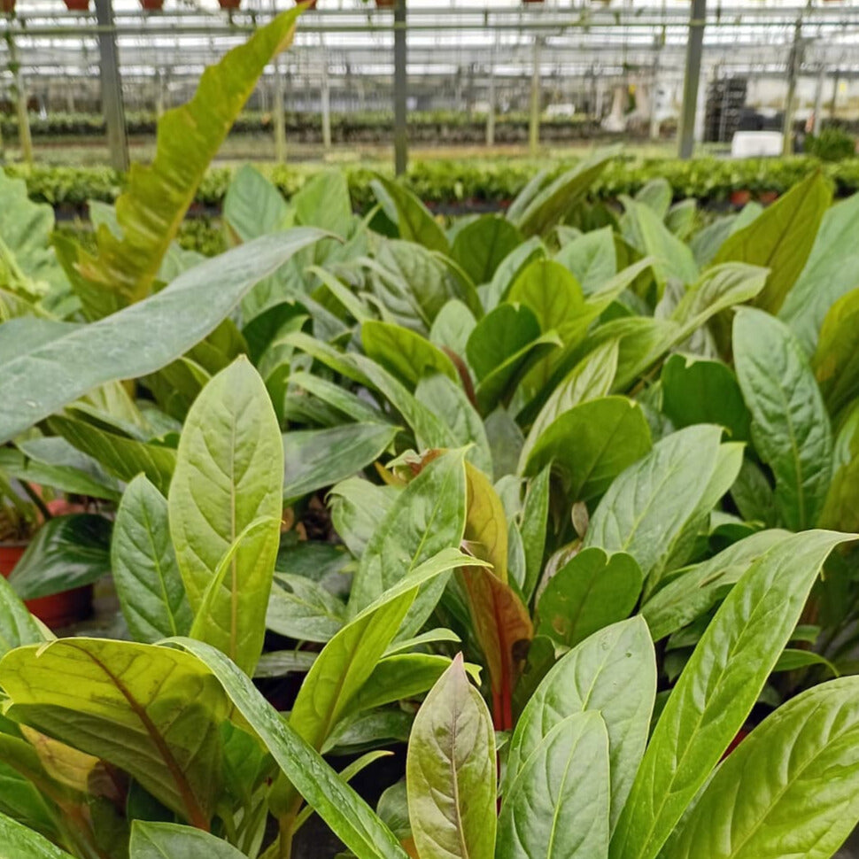 6" Anthurium Red Flag