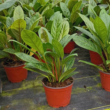6" Anthurium Red Flag