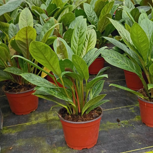 6" Anthurium Red Flag