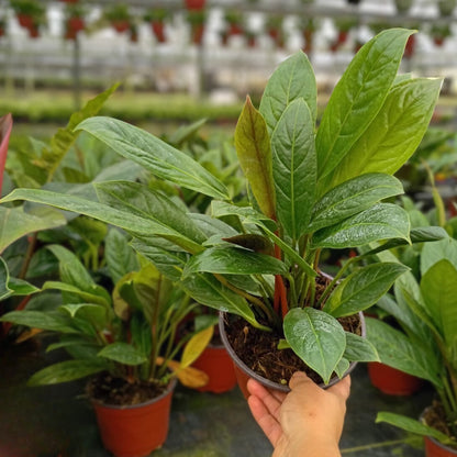 6" Anthurium Red Flag