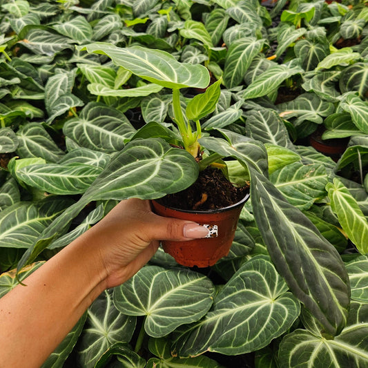 4" Anthurium Villenaorum