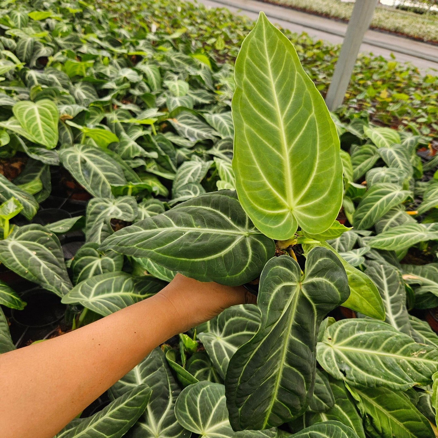 4" Anthurium Villenaorum