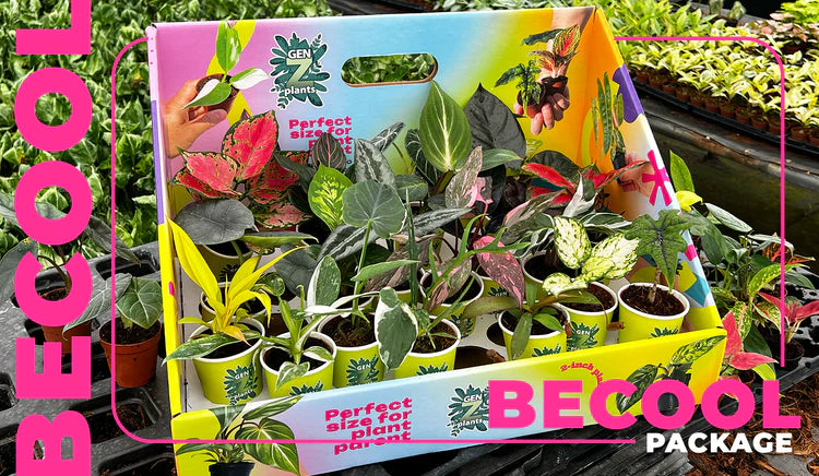 Medium Package - BECOOL 2" Plants