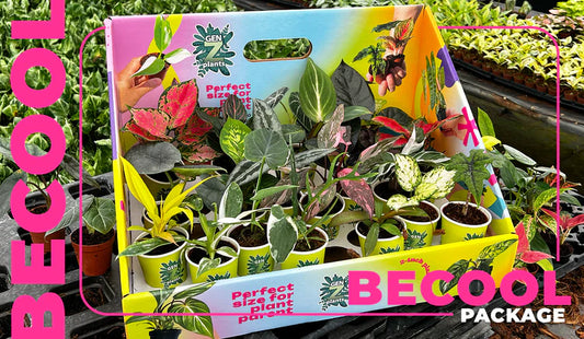 Standard Package - BECOOL 2" Plants