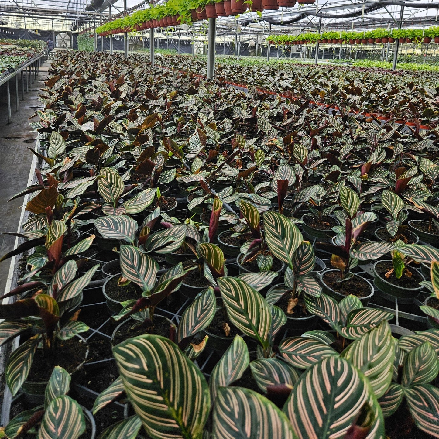 4” Calathea Ornata