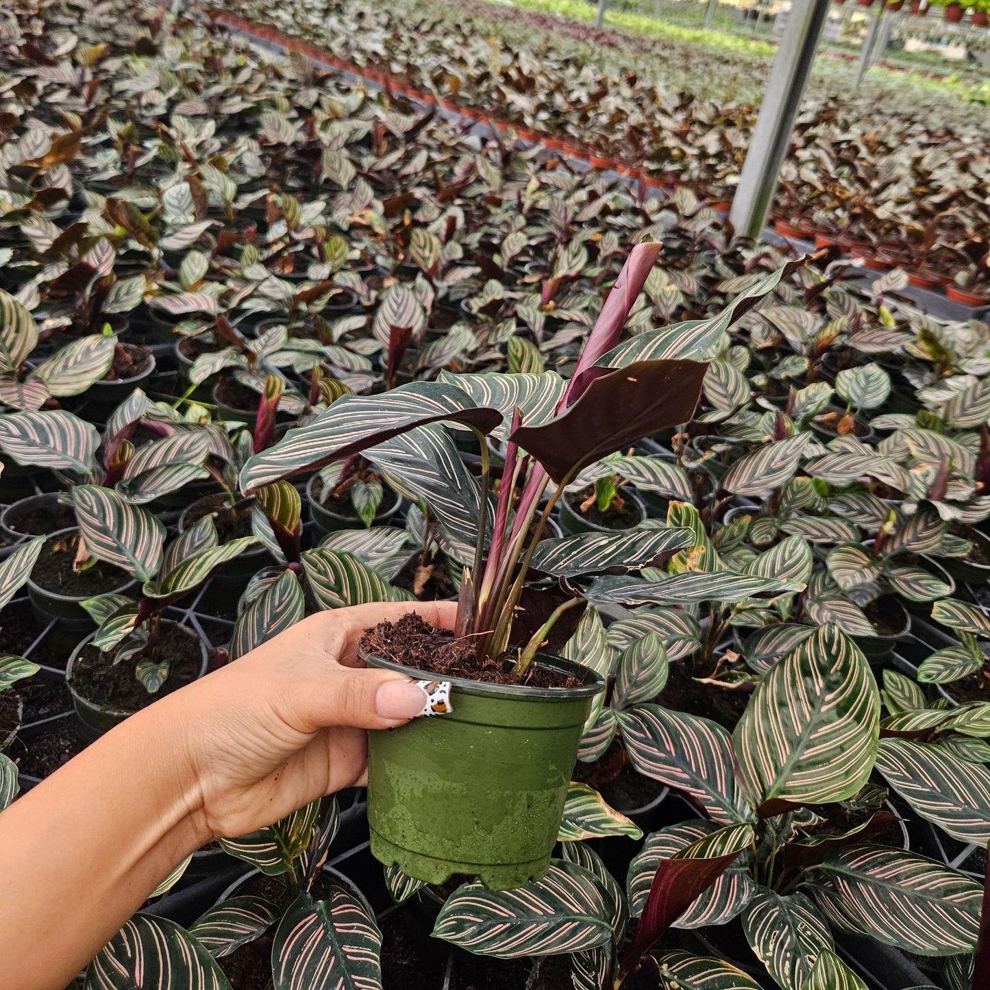 4” Calathea Ornata