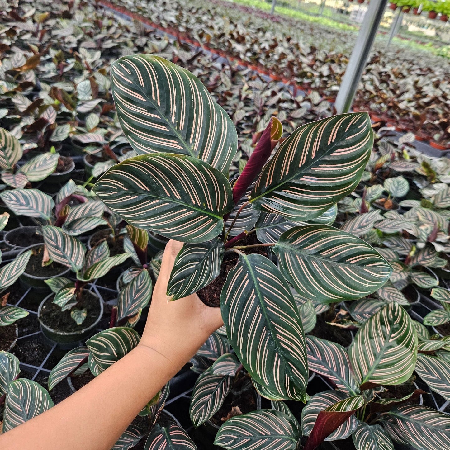 4” Calathea Ornata