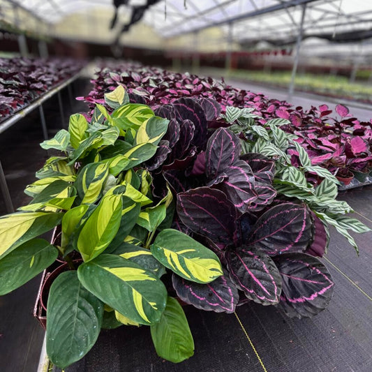 4" Calathea Assortment