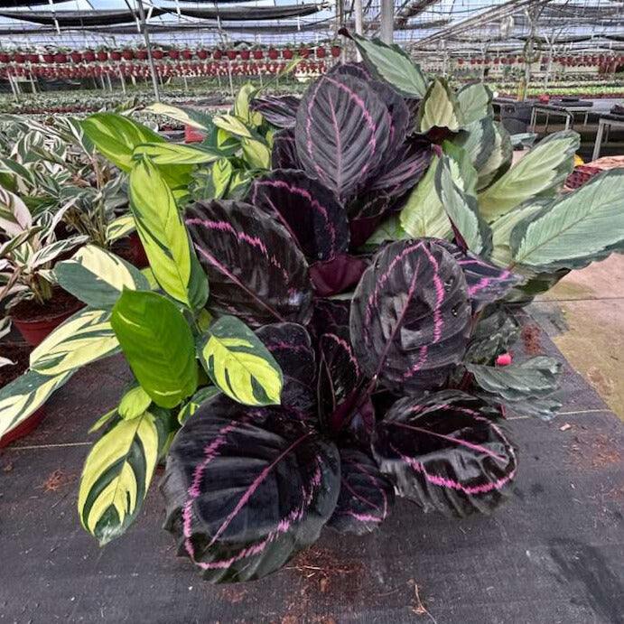 6” Calathea Assortment