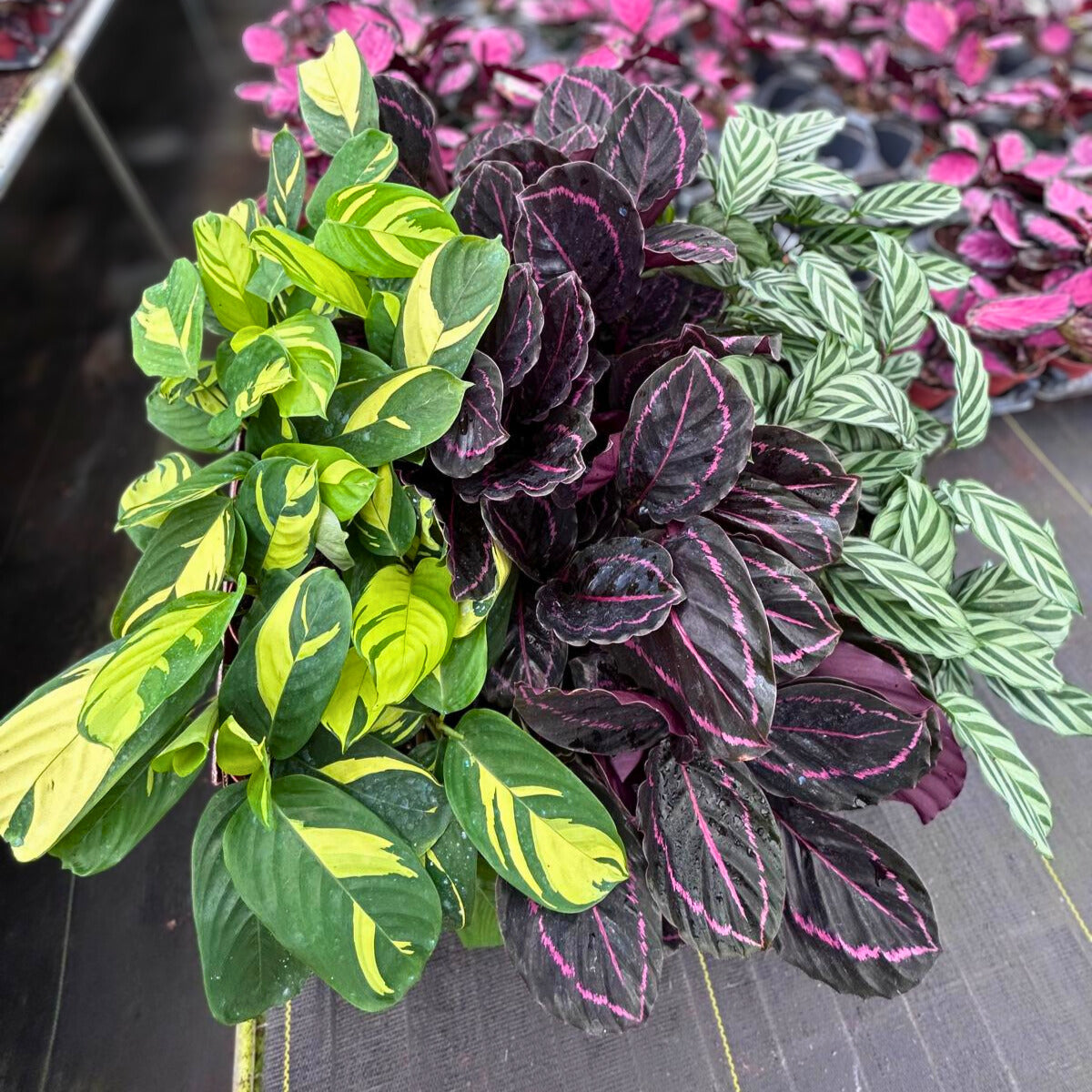 4" Calathea Assortment