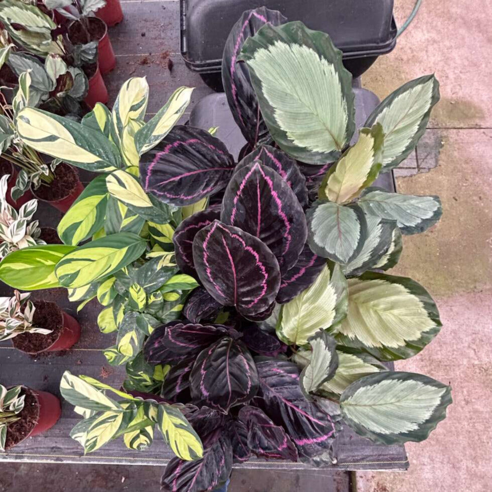 6” Calathea Assortment