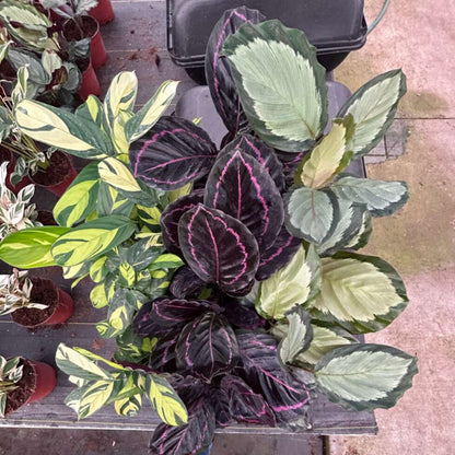 6” Calathea Assortment