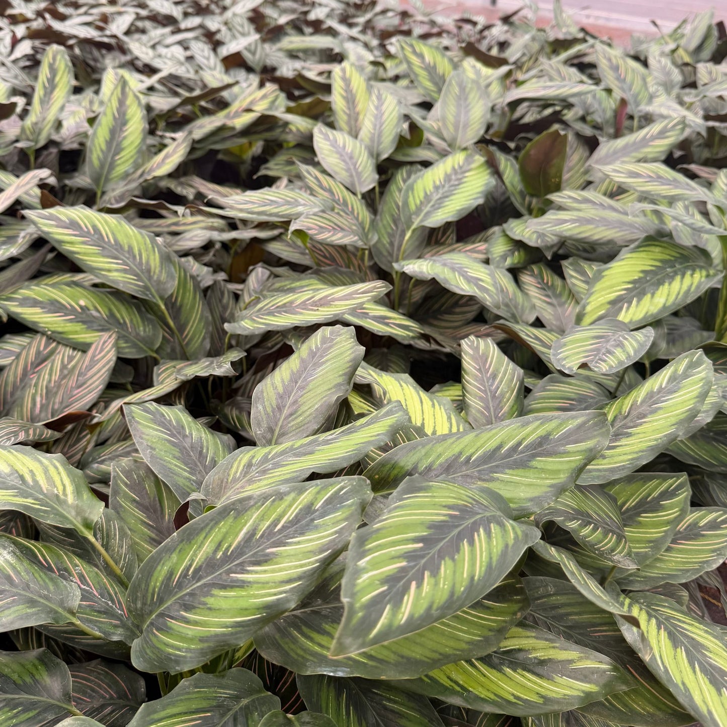 6" Calathea Beauty Star