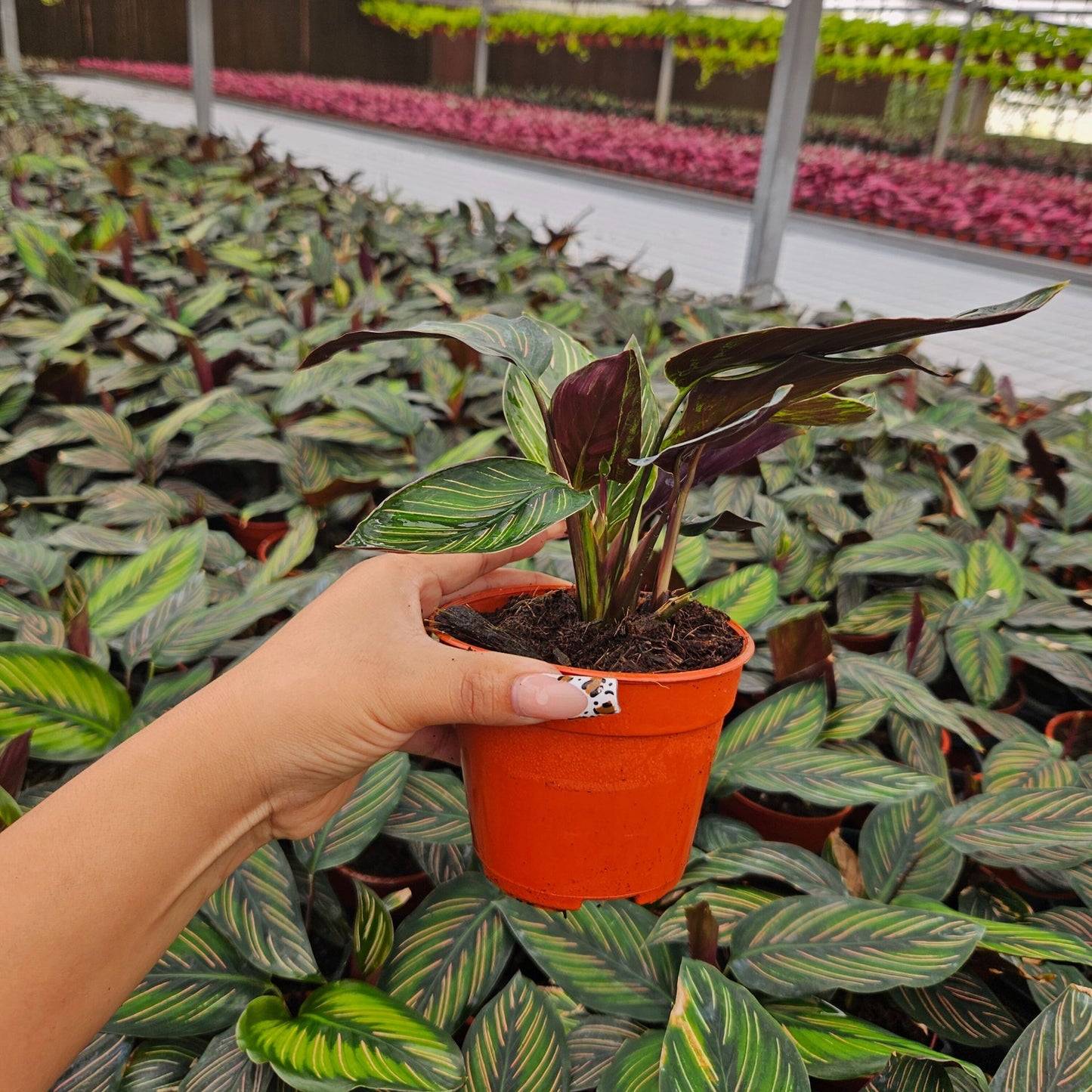 4” Calathea Beauty Star