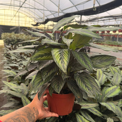 6" Calathea Beauty Star
