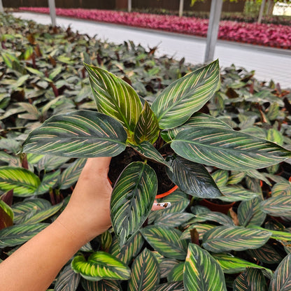 4” Calathea Beauty Star