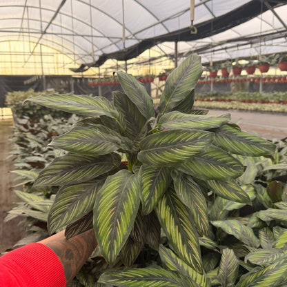 6" Calathea Beauty Star